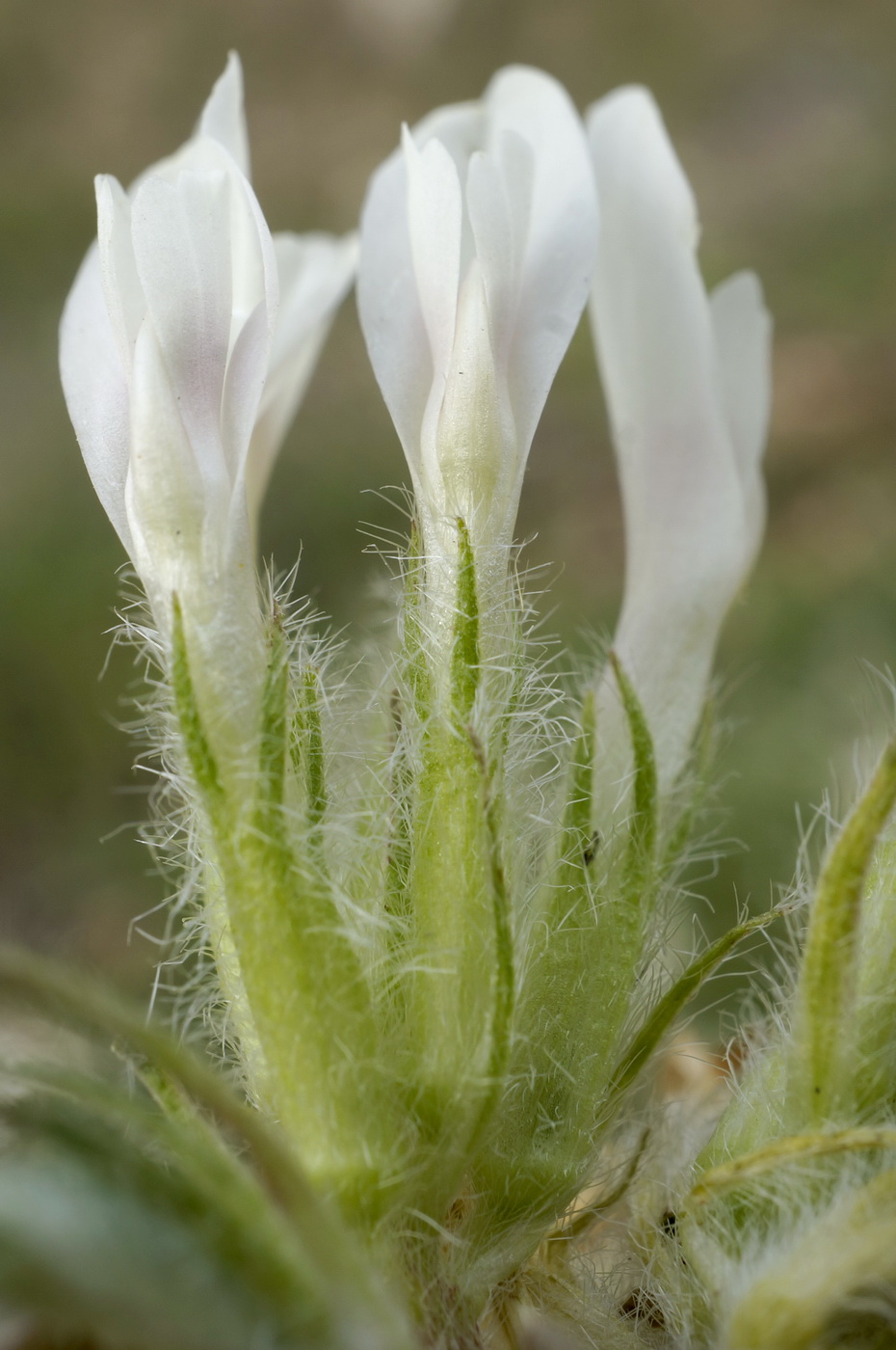 Изображение особи Astragalus dolichophyllus.