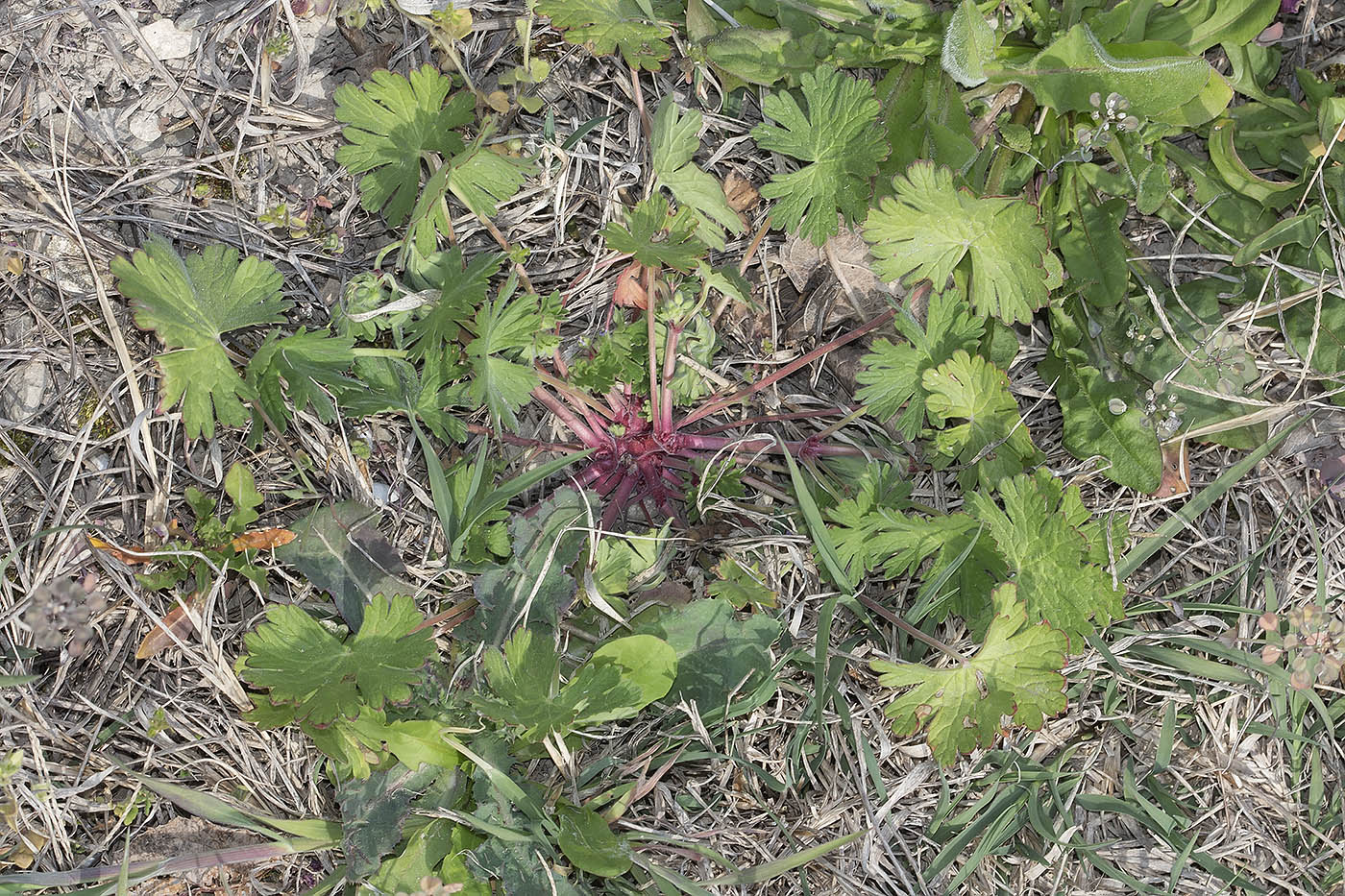 Image of Geranium rotundifolium specimen.