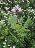 Dictamnus angustifolius. Цветущее растение среди Spiraea trilobata. Казахстан, Восточно-Казахстанская обл., Зыряновский р-н, окр. пос. Новая Бухтарма, правый берег Бухтарминского вдхр., закустаренный склон сопки. 16.06.2019.