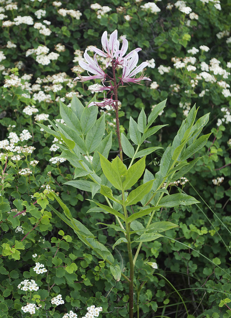 Изображение особи Dictamnus angustifolius.