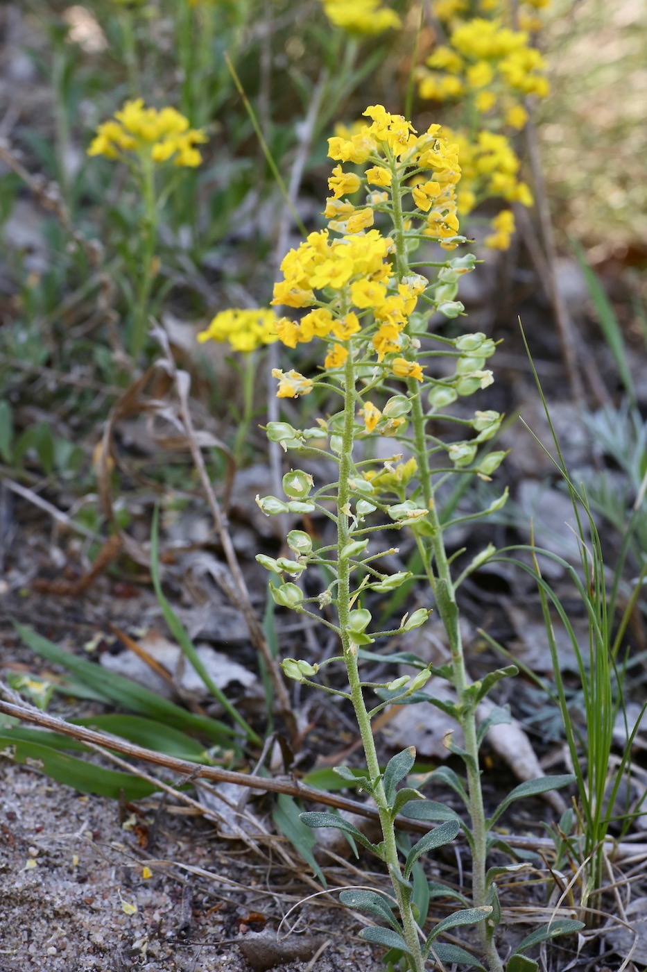 Image of Alyssum gmelinii specimen.
