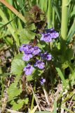 Glechoma hederacea. Цветущее растение. Беларусь, г. Минск, парк-болото \"Серебряный лог\". 15.05.2020.