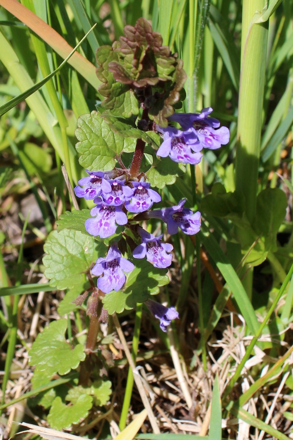 Изображение особи Glechoma hederacea.