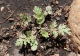 Erodium cicutarium