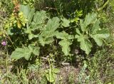 genus Heracleum