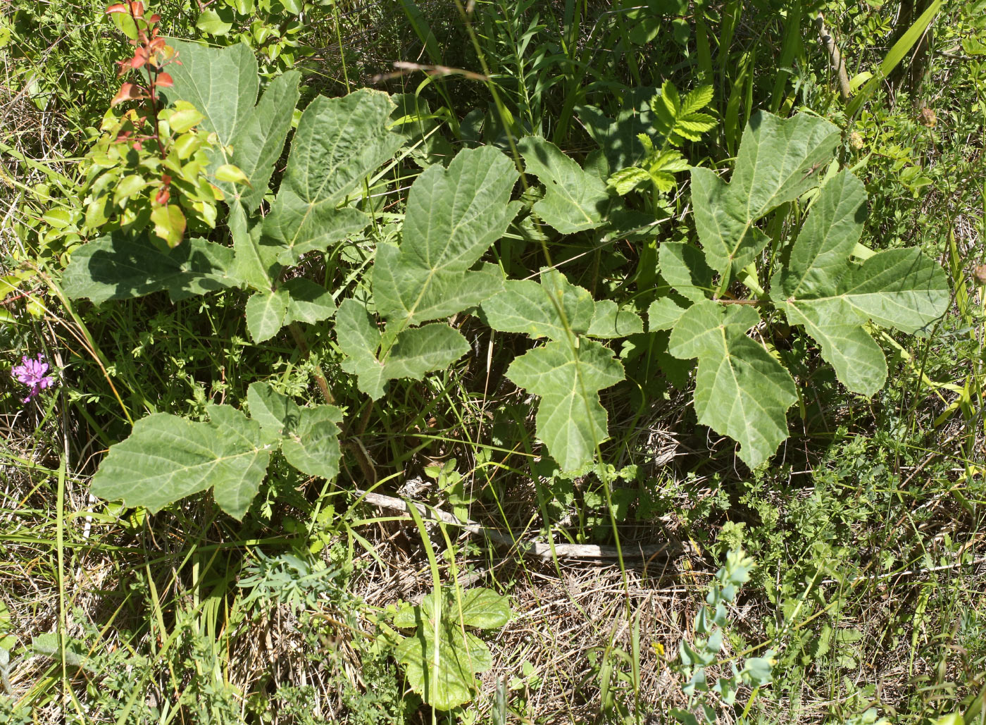 Image of genus Heracleum specimen.