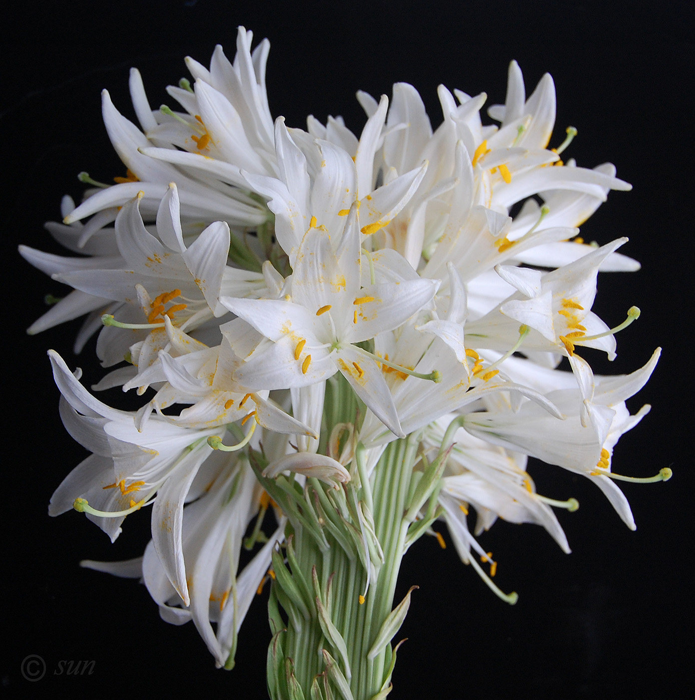 Image of Lilium regale specimen.