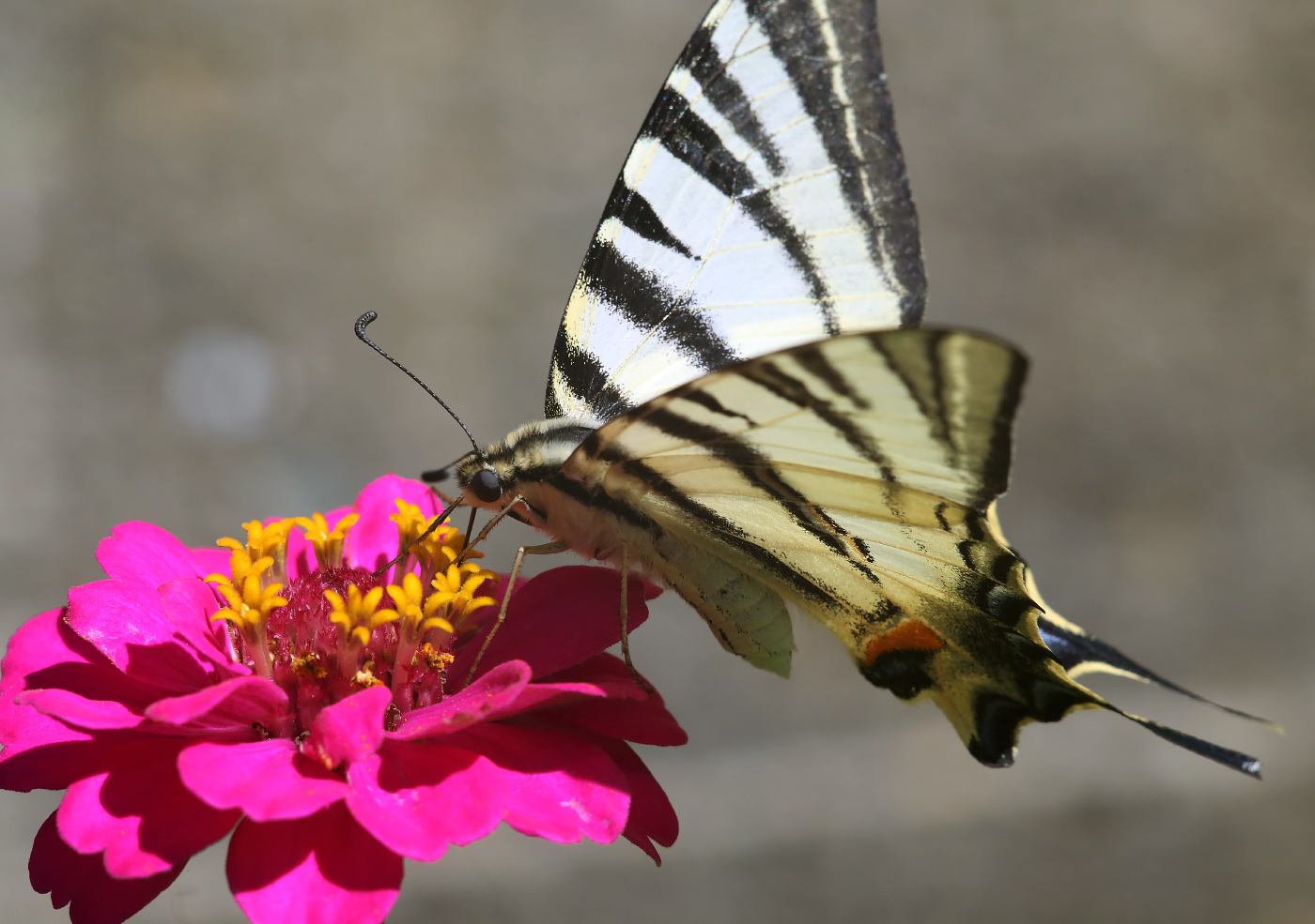 Image of Zinnia elegans specimen.