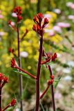 Anigozanthos rufus