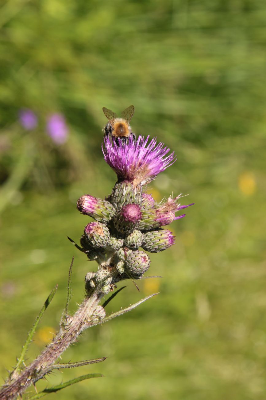 Image of Cirsium palustre specimen.