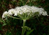 Heracleum moellendorffii. Соцветие. Приморский край, Ольгинский р-н, окр. с. Милоградово. 11.08.2009.