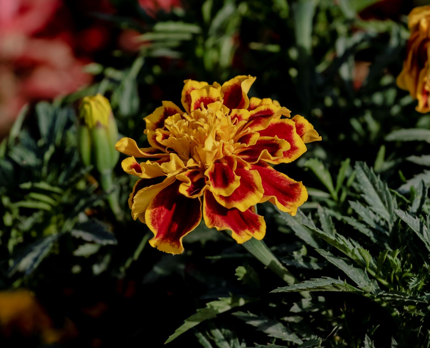 Image of Tagetes patula specimen.