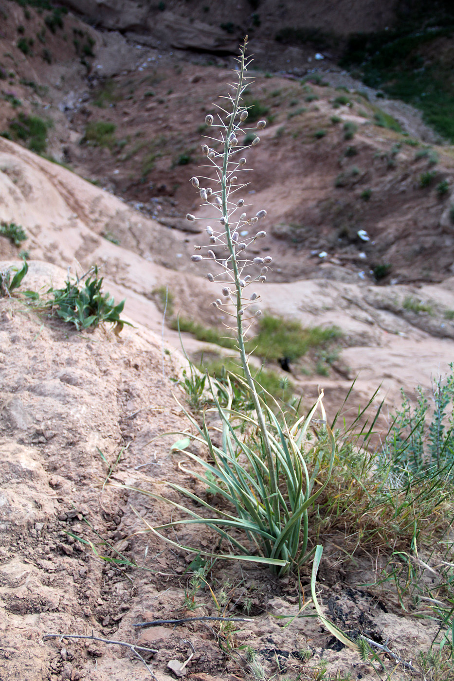 Image of Eremurus baissunensis specimen.