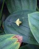 Uvularia grandiflora