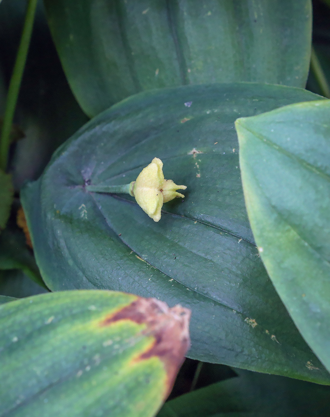 Image of Uvularia grandiflora specimen.