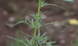 Sesamum triphyllum