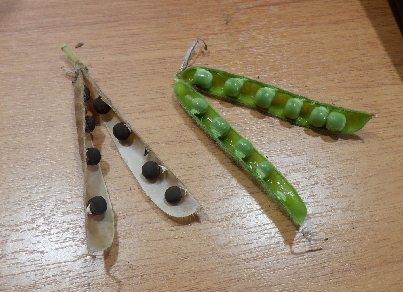 Image of Lathyrus odoratus specimen.