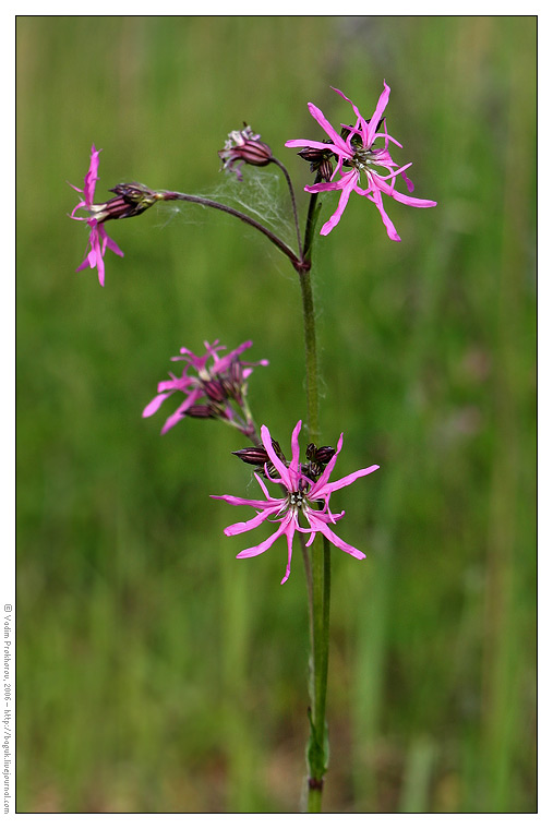 Изображение особи Coccyganthe flos-cuculi.