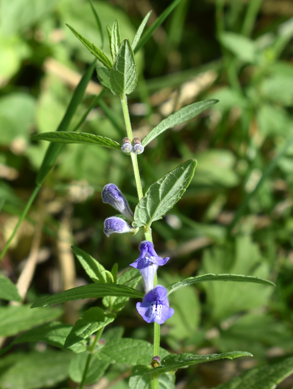 Изображение особи Scutellaria galericulata.