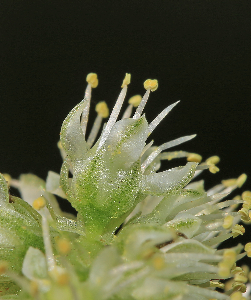 Изображение особи Orostachys malacophylla.