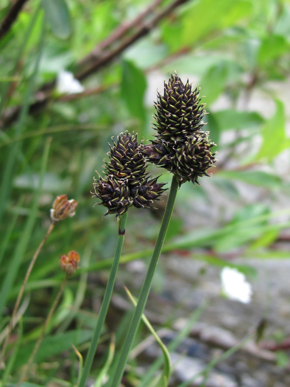 Изображение особи Carex acrifolia.