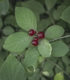 genus Lonicera