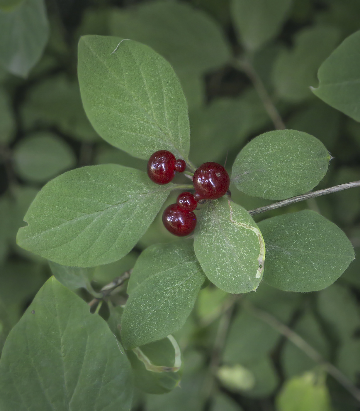 Image of genus Lonicera specimen.