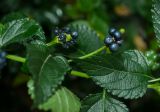 Lantana camara. Часть побега с соплодиями. Краснодарский край, МО город-курорт Сочи, Адлерский р-н, м-н Адлер, окр. устья р. Мзымта. 6 октября 2019 г.