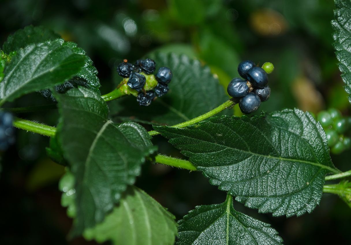 Image of Lantana camara specimen.