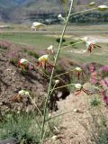 Eremurus soogdianus