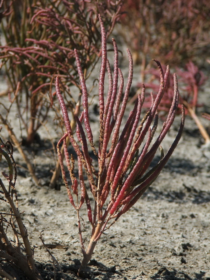 Изображение особи Salicornia borysthenica.