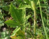 Potentilla callieri. Часть стебля и лист. Краснодарский край, МО г. Новороссийск, окр. пос. Верхнебаканский, смотровая площадка на подъёме к перевалу \"Волчьи Ворота\". 03.06.2019.