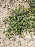 Hedypnois rhagadioloides. Цветущие и плодоносящие растения у края пешеходной дорожки. Греция, о. Родос, г. Родос, Родосская крепость (Дворец великих магистров), на газоне. 8 мая 2011 г.