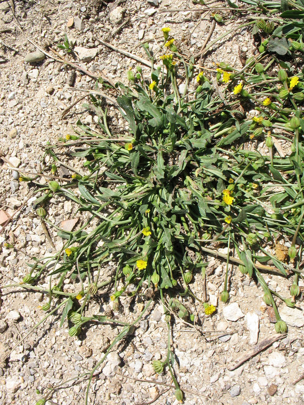 Image of Hedypnois rhagadioloides specimen.