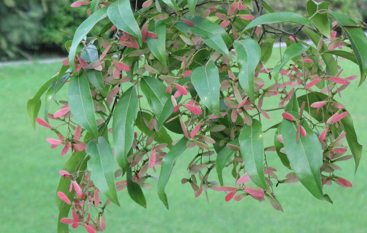 Image of Acer laevigatum specimen.