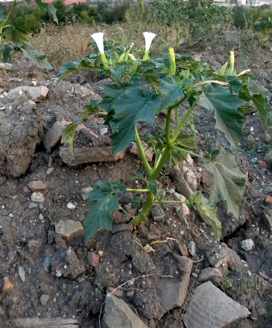 Изображение особи Datura stramonium.