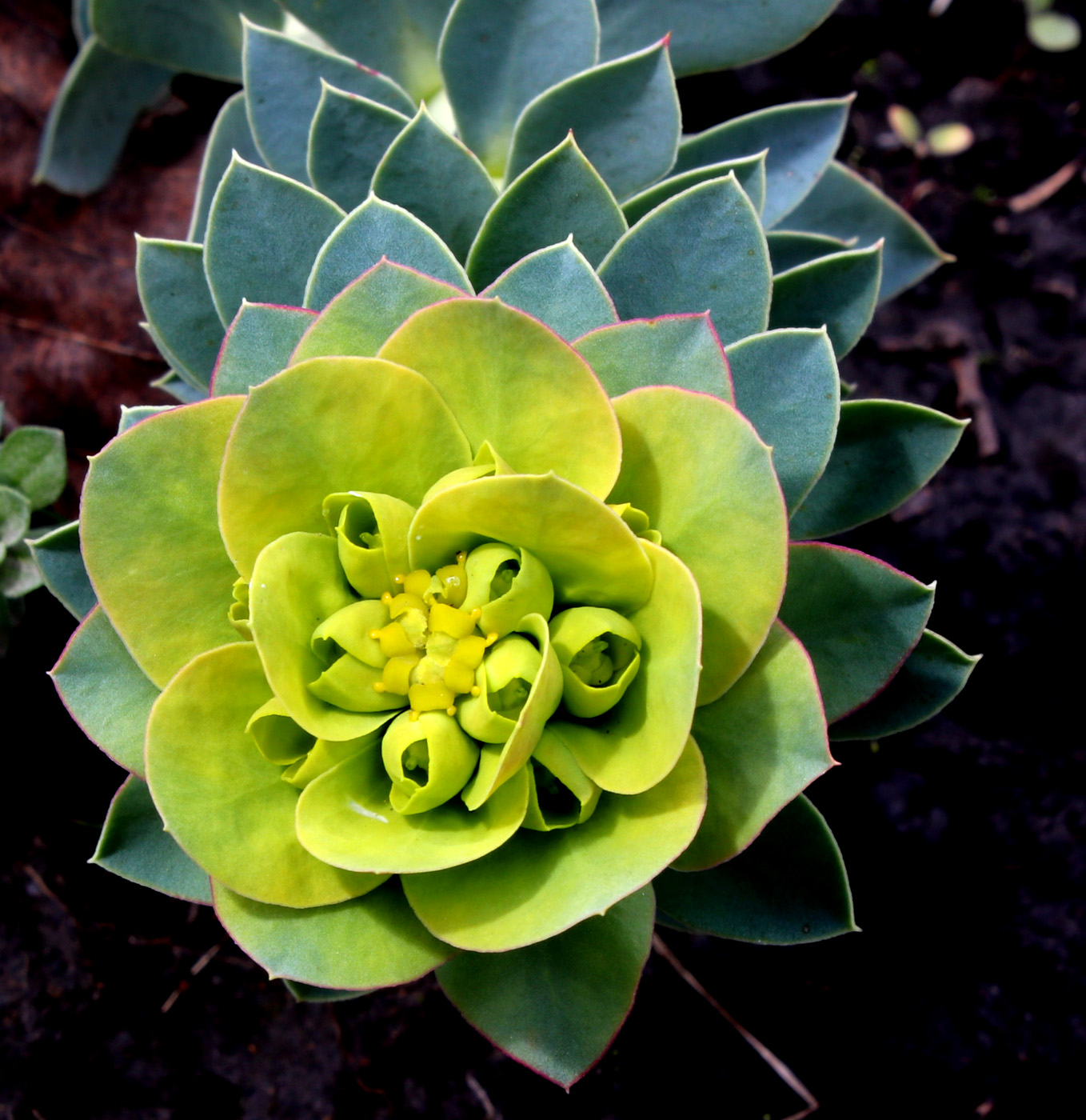 Image of Euphorbia myrsinites specimen.