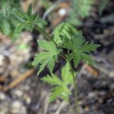 Geranium igoschinae. Листья в средней части побега. Пермский край, Кунгурский р-н, окр. с. Плехановское, окр. ур. Спасская гора, разнотравный луг в тени, под кронами деревьев. 05.06.2021.