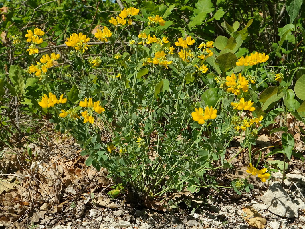 Image of Coronilla coronata specimen.