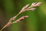 Glyceria spiculosa
