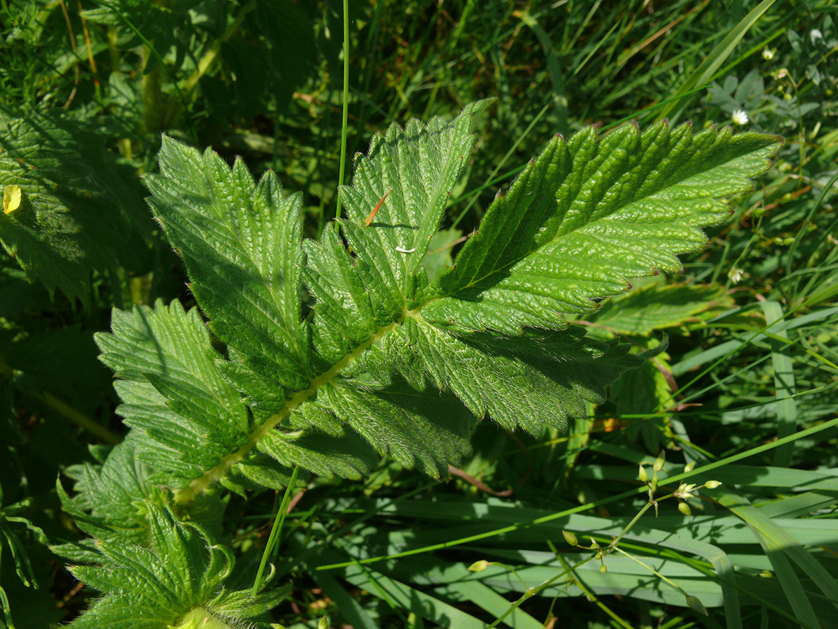 Image of Agrimonia eupatoria specimen.