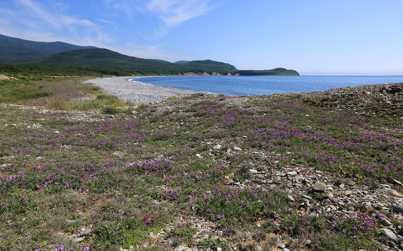 Image of Oxytropis mandshurica specimen.