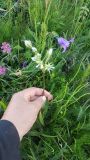 Swertia komarovii