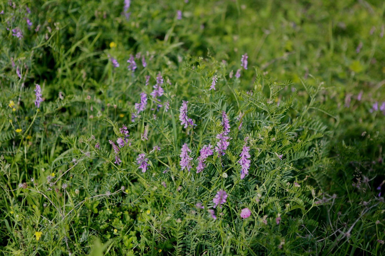 Image of Vicia boissieri specimen.