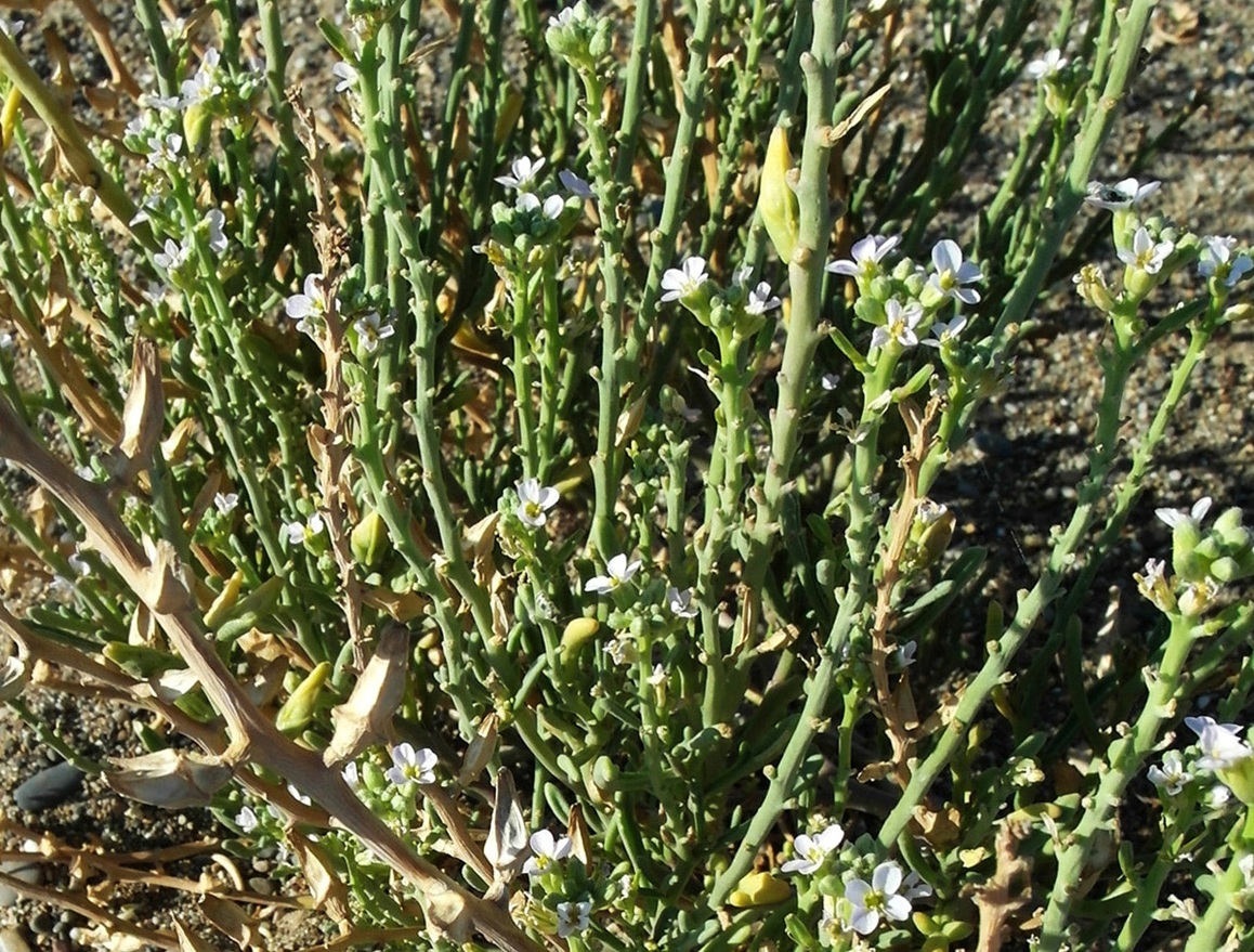 Image of Cakile maritima specimen.