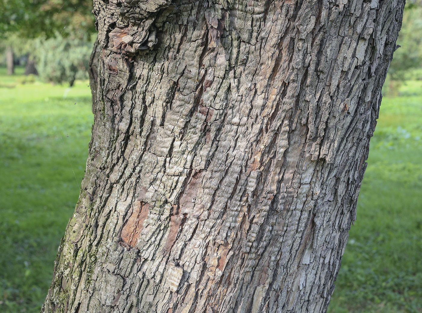 Image of Crataegus pinnatifida specimen.