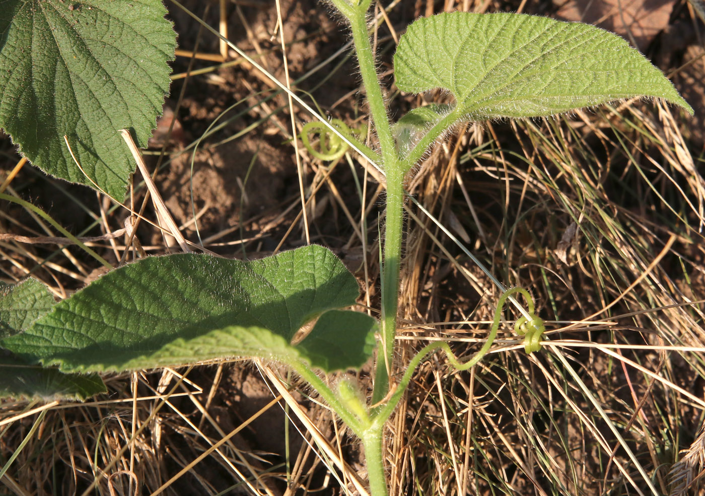 Изображение особи Thladiantha dubia.