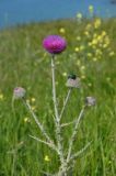 Carduus uncinatus подвид davisii. Верхушка цветущего растения с кормящейся бронзовкой. Крым, Караларский природный парк, окр. бухты Шелковица, степной участок приморского склона. 07.05.2021.