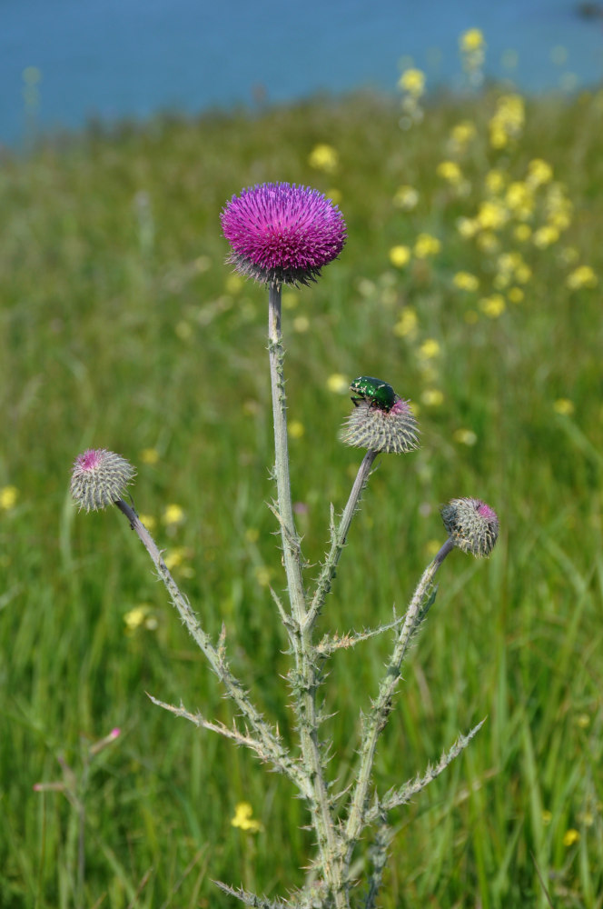 Image of Carduus uncinatus ssp. davisii specimen.