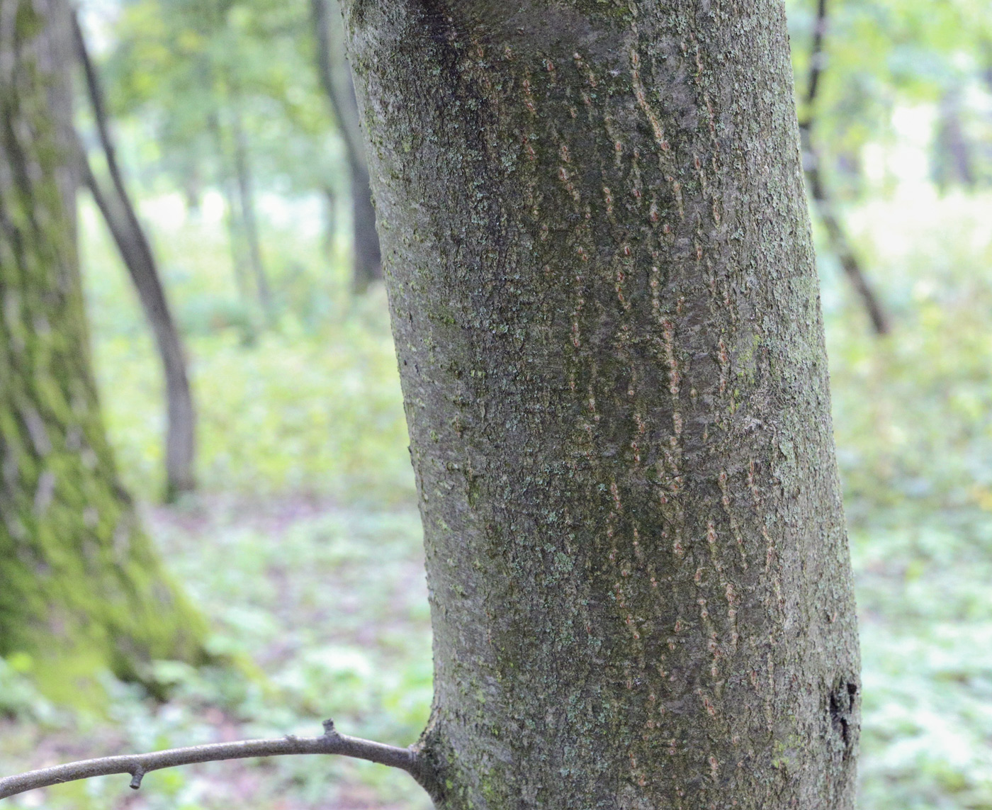 Image of Sorbus austriaca specimen.